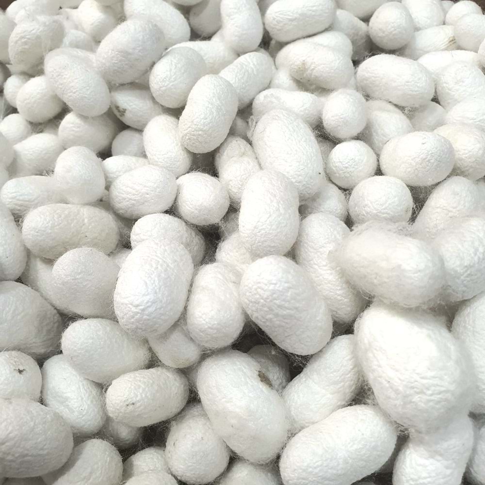 Kuru İpek Kozası Paket 0300