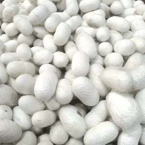 Kuru İpek Kozası Paket 0300